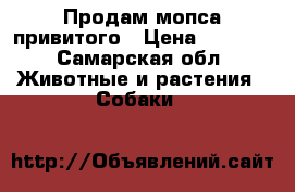 Продам мопса привитого › Цена ­ 3 000 - Самарская обл. Животные и растения » Собаки   